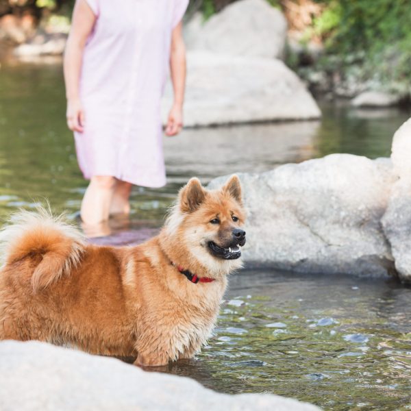 Un eurasier qui se baigne dans un lac