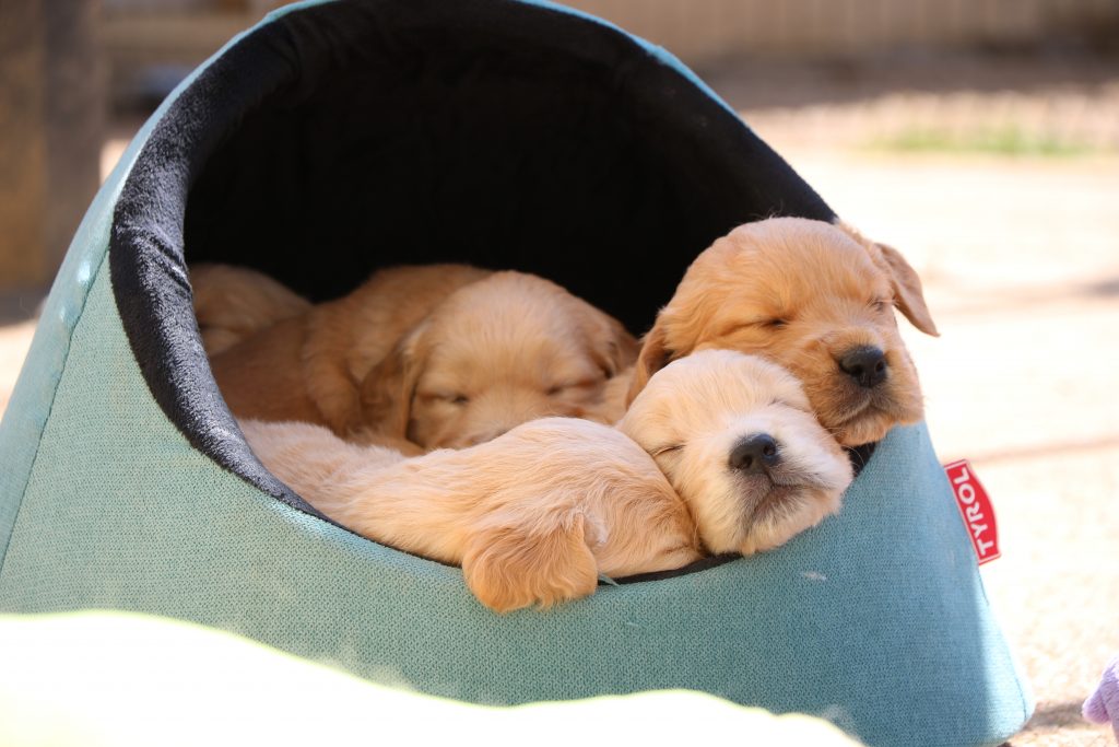 Chiots Golden Retriever et Eurasier LOF à adopter à Roanne