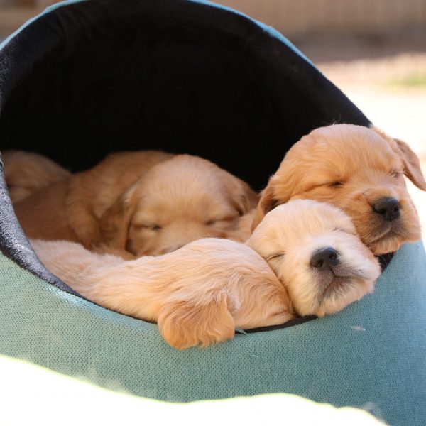 Des chiots dans un panier sur un coussin