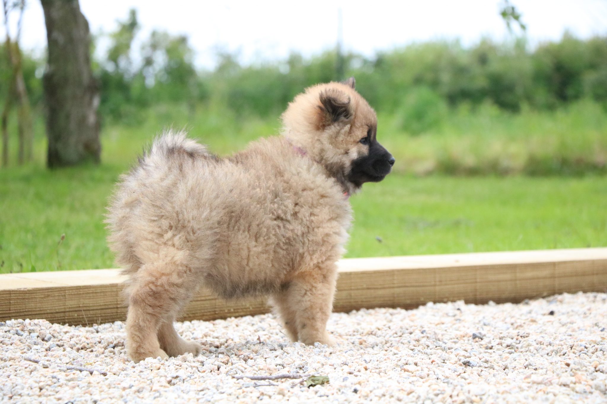 Chiots Golden Retriever et Eurasier LOF à adopter à Roanne