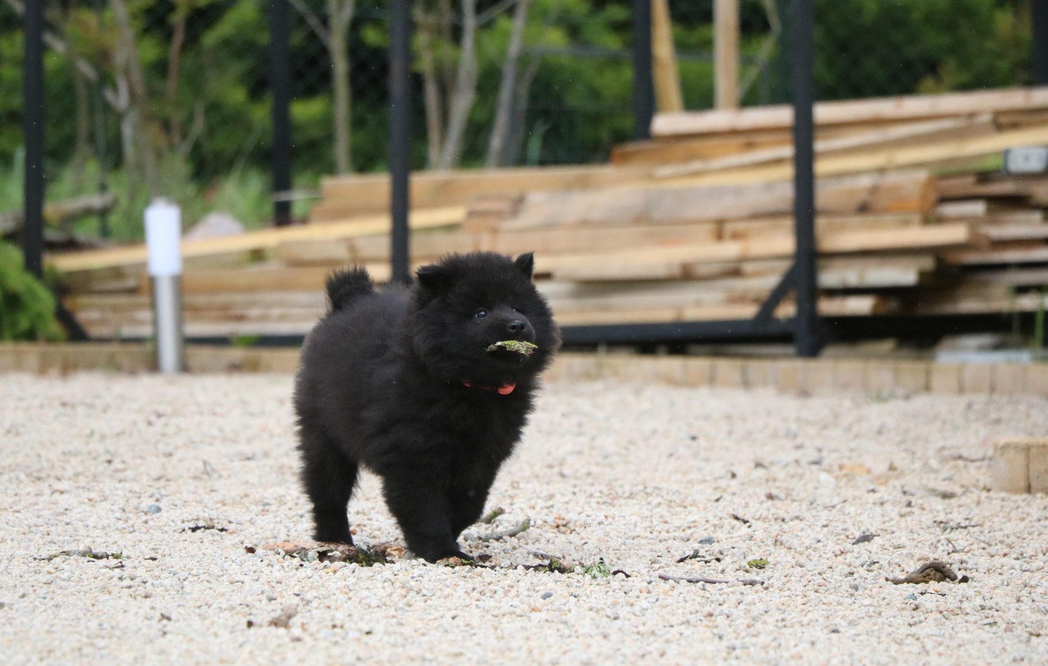 Chiots Golden Retriever et Eurasier LOF à adopter à Roanne