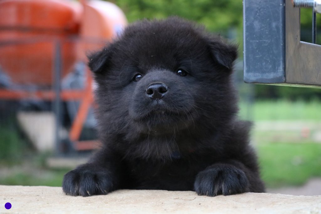 Chiots Golden Retriever et Eurasier LOF à adopter à Roanne