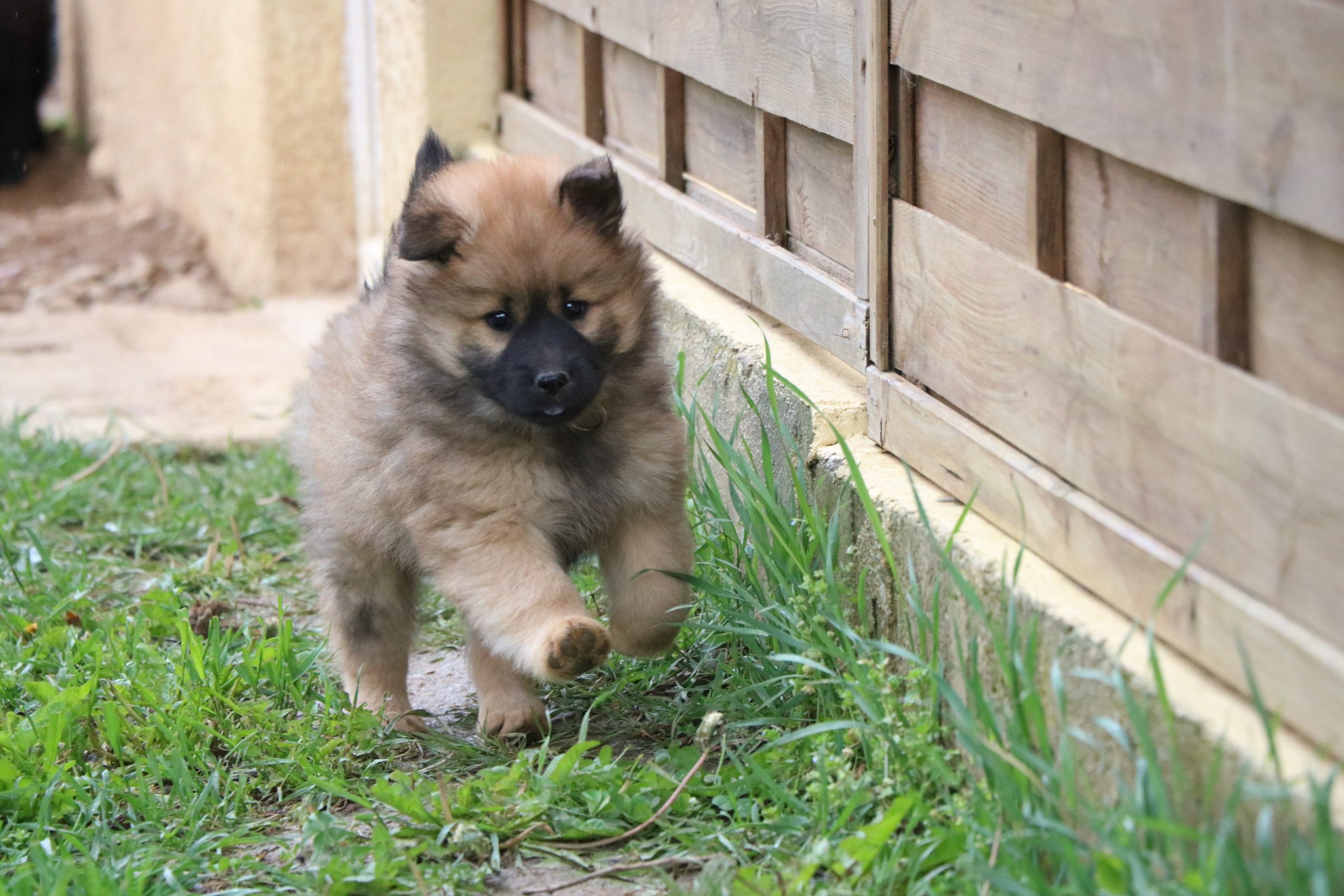 Chiots Golden Retriever et Eurasier LOF à adopter à Roanne