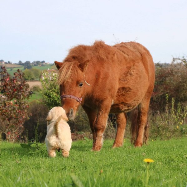Un poney avec un chiot